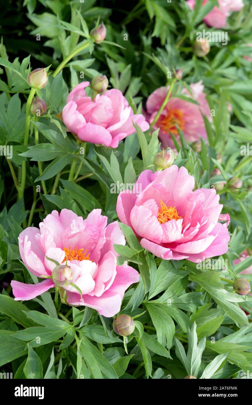 Bella rosa Peony fiori in giardino di giorno Foto Stock