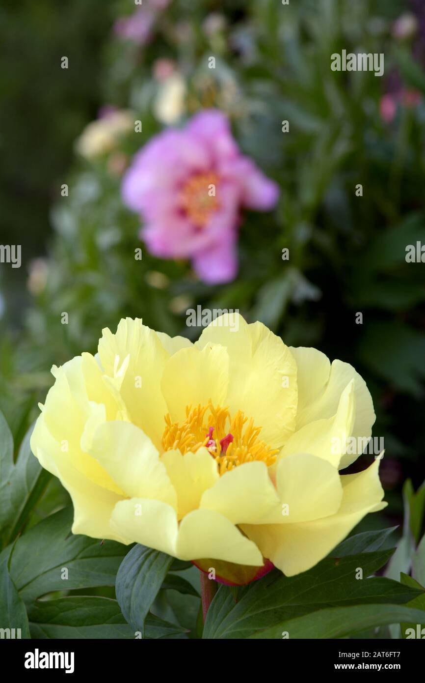 Bel fiore giallo Peony in giardino di giorno Foto Stock