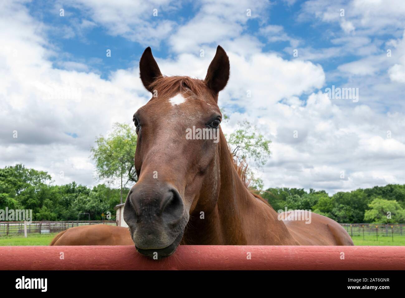 Il closeup di un cavallo marrone con una stella bianca sulla sua fronte che guarda sopra una recinzione metallica arancione rossa del tubo che circonda il pascolo di un ranch. Foto Stock