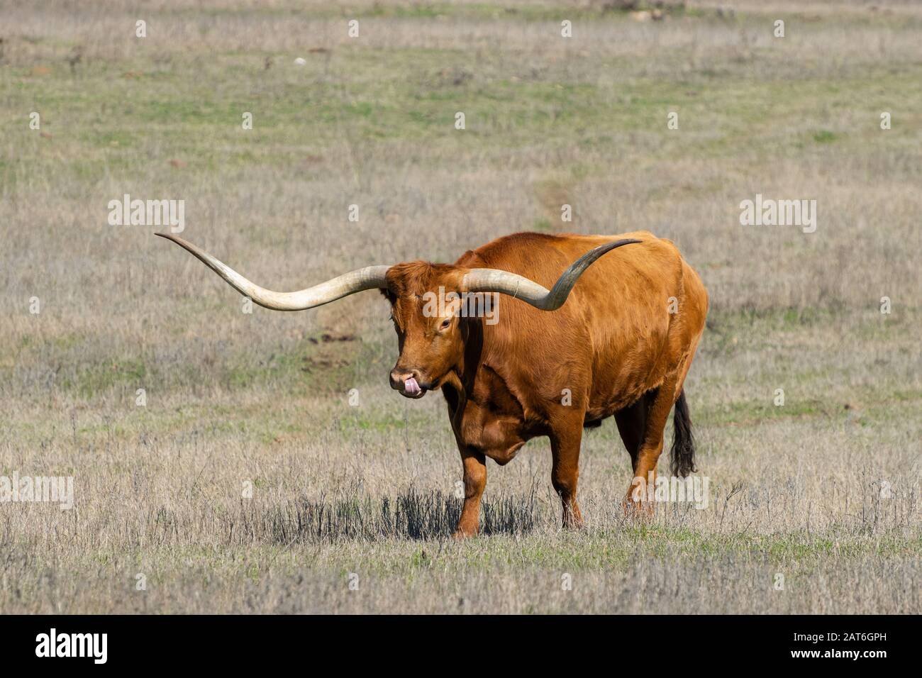un grosso toro marrone Longhorn con corni molto lunghi e ricurvi che camminano da soli attraverso un pascolo di ranch in inverno con erba per lo più marrone, secca. Foto Stock