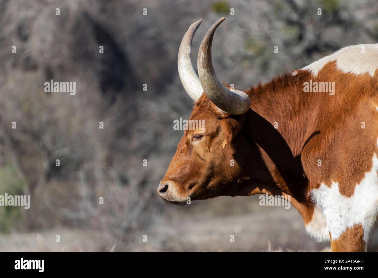 Profilo del toro immagini e fotografie stock ad alta risoluzione - Alamy