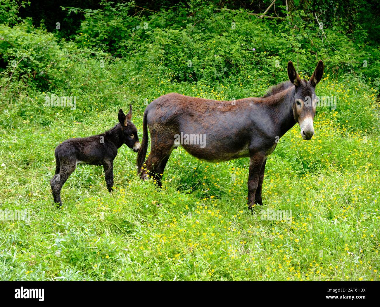 Asino di colore scuro con il bambino dietro in erba verde alta Foto Stock