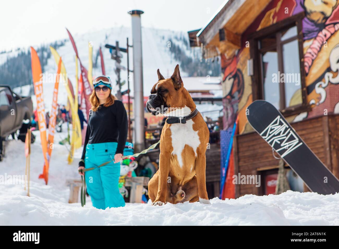 Sheregesh, Kemerovo Regione, Russia - Aprile 6, 2018: cane Boxer sul pendio a monte in una soleggiata giornata invernale Foto Stock