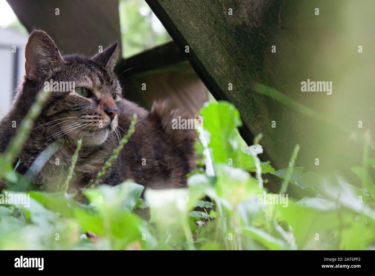 Calico Cat si trova in erba sotto scale di legno Foto Stock