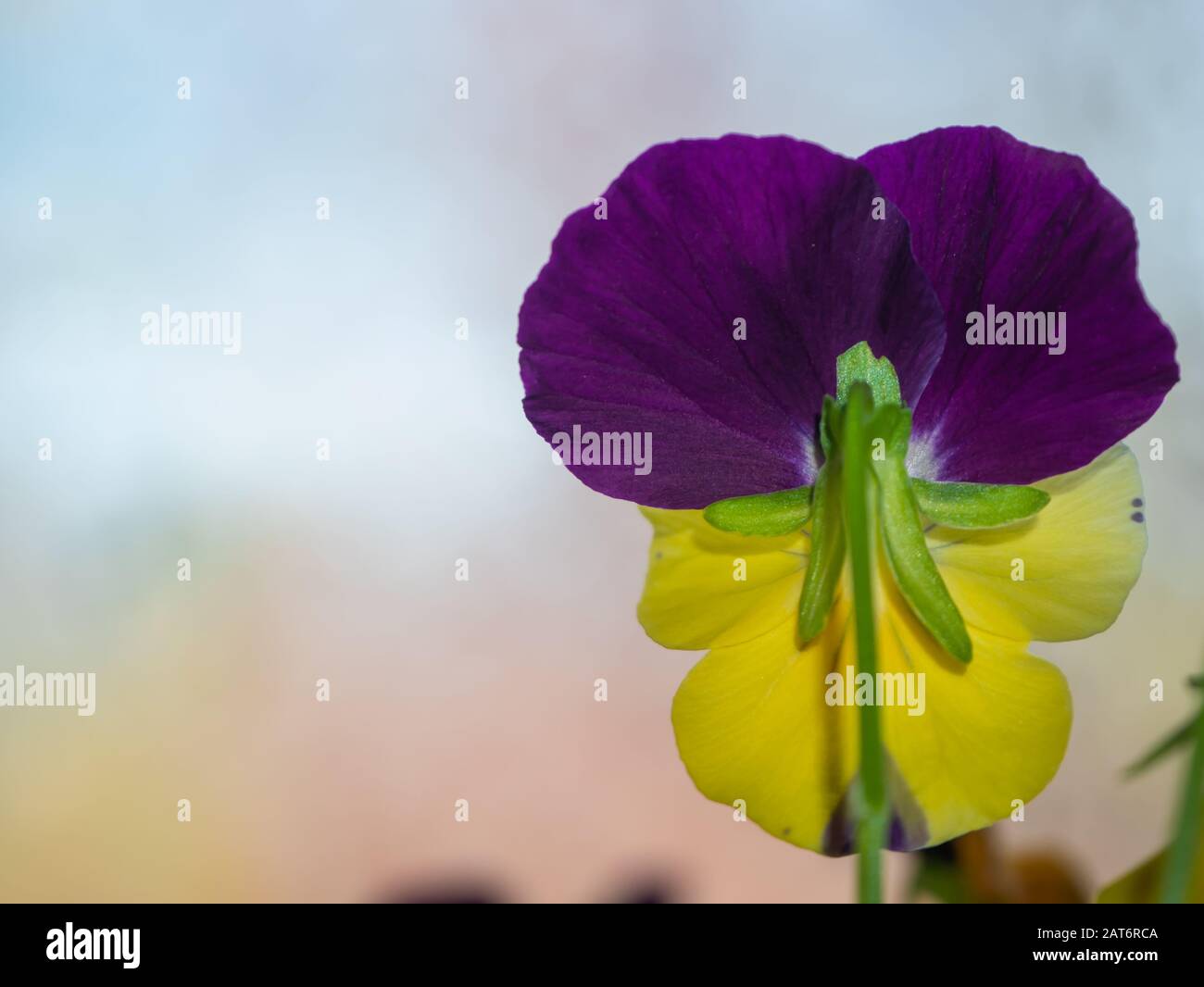 Primo piano della parte inferiore di una viola viola e giallo (pansy) fiore in fiore Foto Stock