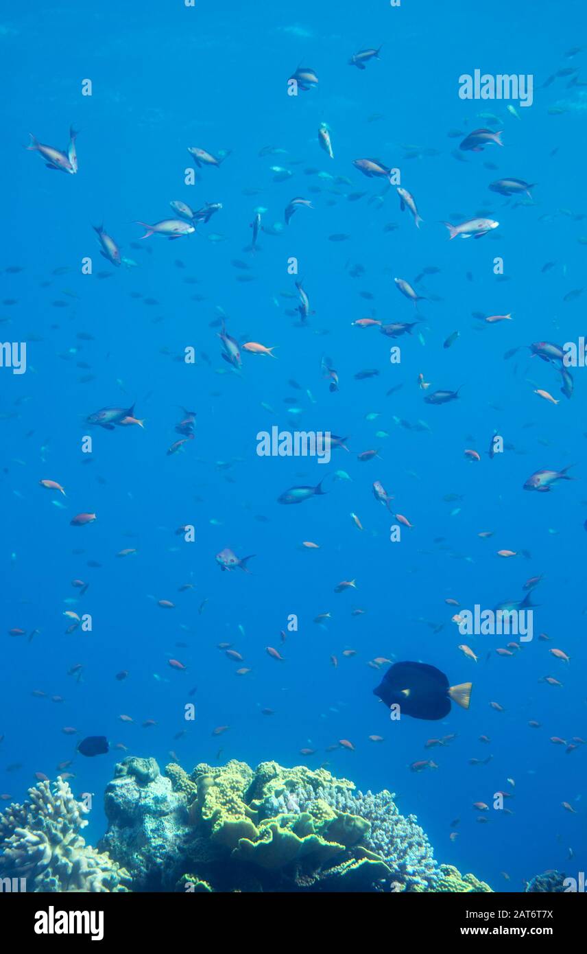 Vita marina naturale a sei metri sotto la superficie del Mar Rosso, vista attraverso una finestra di vetro nel Parco Marino dell'Osservatorio sottomarino Foto Stock