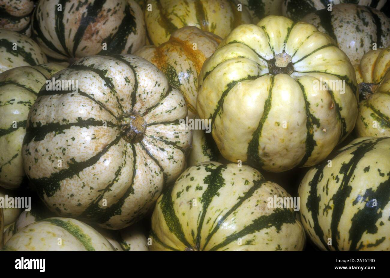 ZUCCHINI DOLCI RAFFERTITI (CUCURBITA PEPO) NOTI ANCHE COME ZUCCHINI D'INVERNO O ZUCCHINI DOLCI (CUCURBITACEAE). AUSTRALIA. Foto Stock