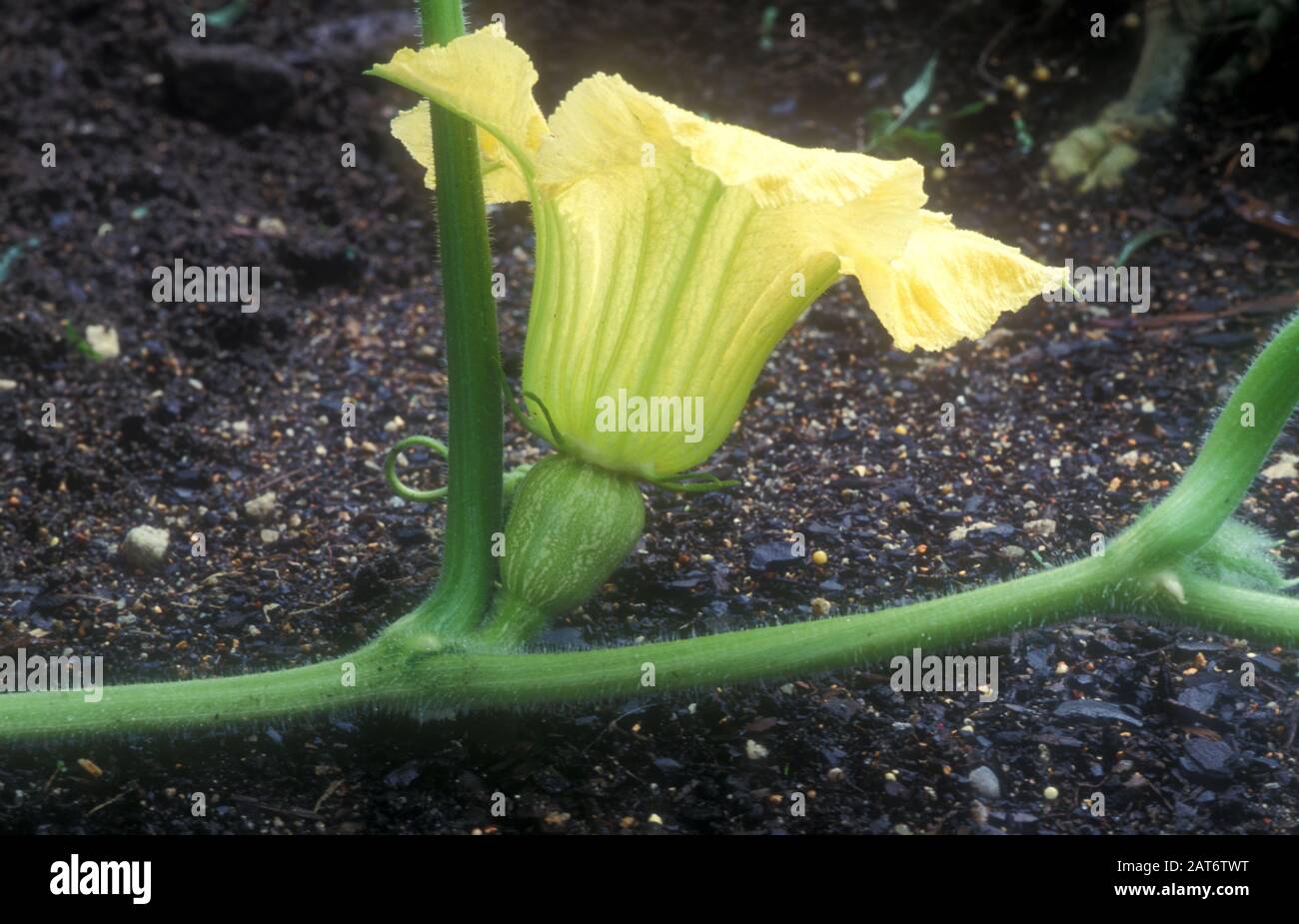 FIORE FEMMINILE DI UN ZUCCHINO BUTTERNUT (CUCURBITA MOSCHATA) CUCURBITACEAE E Foto Stock