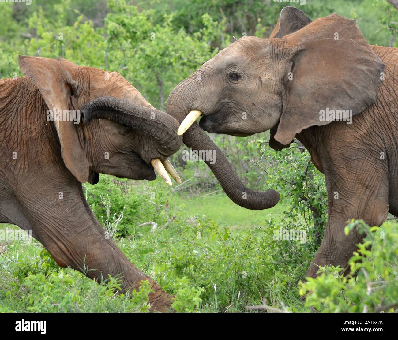 Due giovani elefanti di toro giocano-combattono. Tsavo East National Park, Kenya. (Loxodonta africana) Foto Stock
