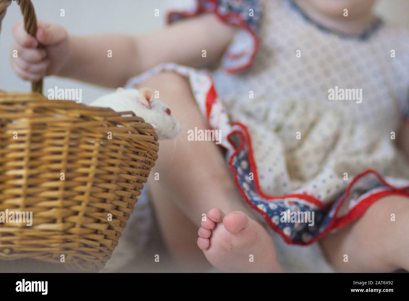 Pericolo di ratto e bambino. Gamba del bambino e ratto bianco in una borsa Foto Stock