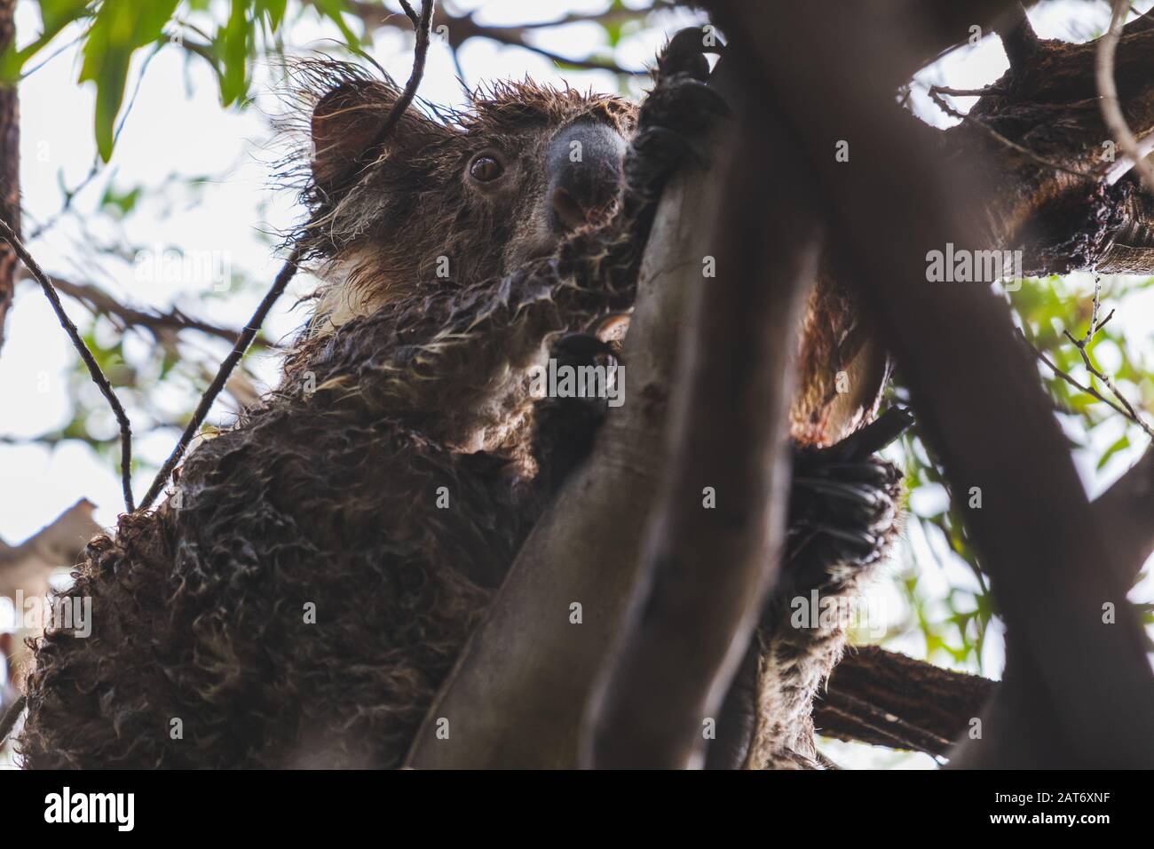 Orso di koala bagnato in un albero dopo la pioggia pesante in Australia del sud Foto Stock