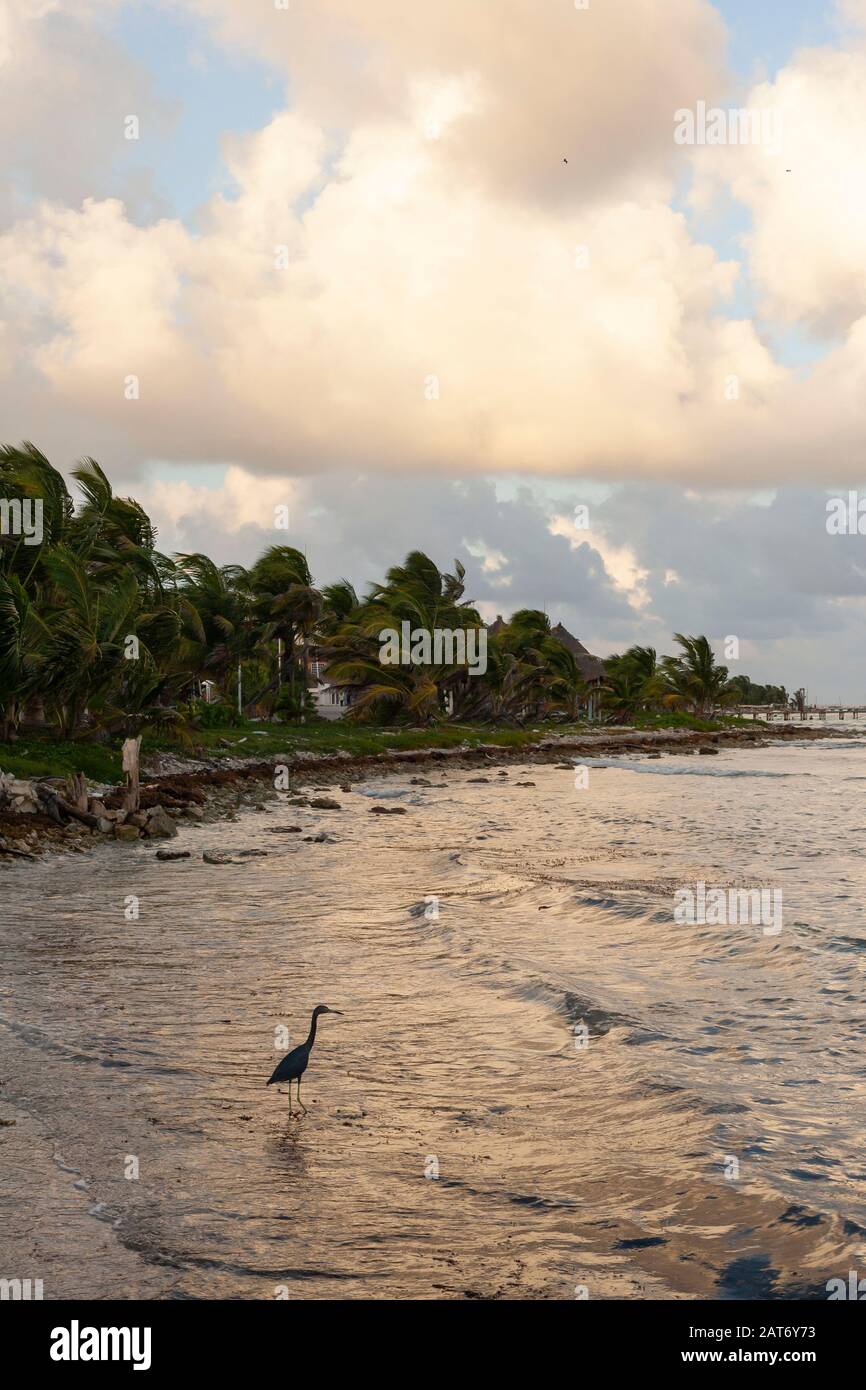 Spettacolari nuvole al tramonto su un mare. Un airone vade nel Mar dei Caraibi a Mahahual, o Majajual, Quintana Roo, Messico. Foto Stock