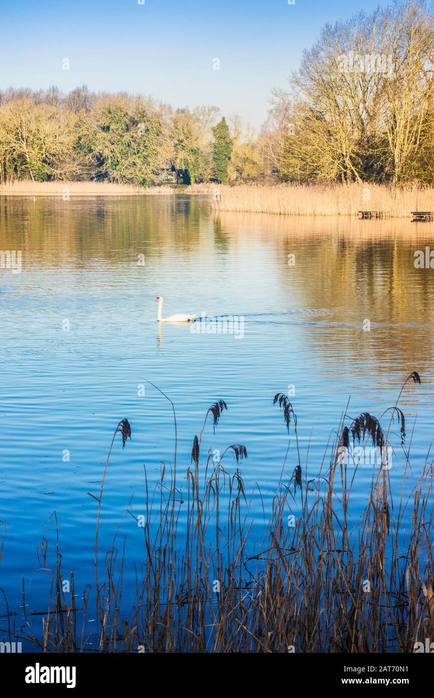 Una mattina presto invernale a Coate Water a Swindon. Foto Stock