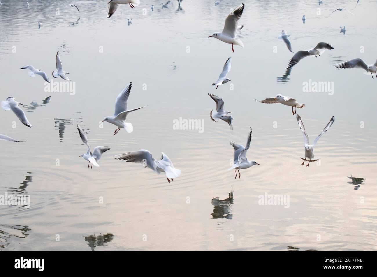 Gregge di gabbiani che volano sopra l'acqua in inverno, con riflessi e increspature Foto Stock
