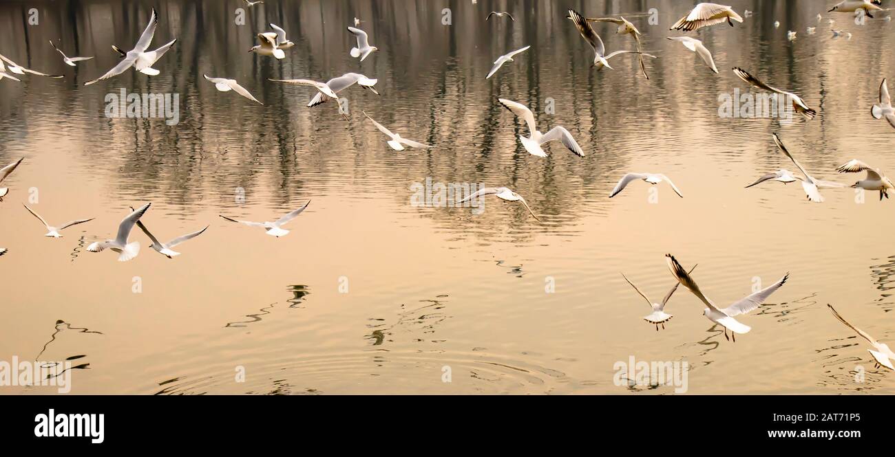 Gregge di gabbiani che volano sopra l'acqua del fiume al tramonto alto contrasto e riflessi Foto Stock
