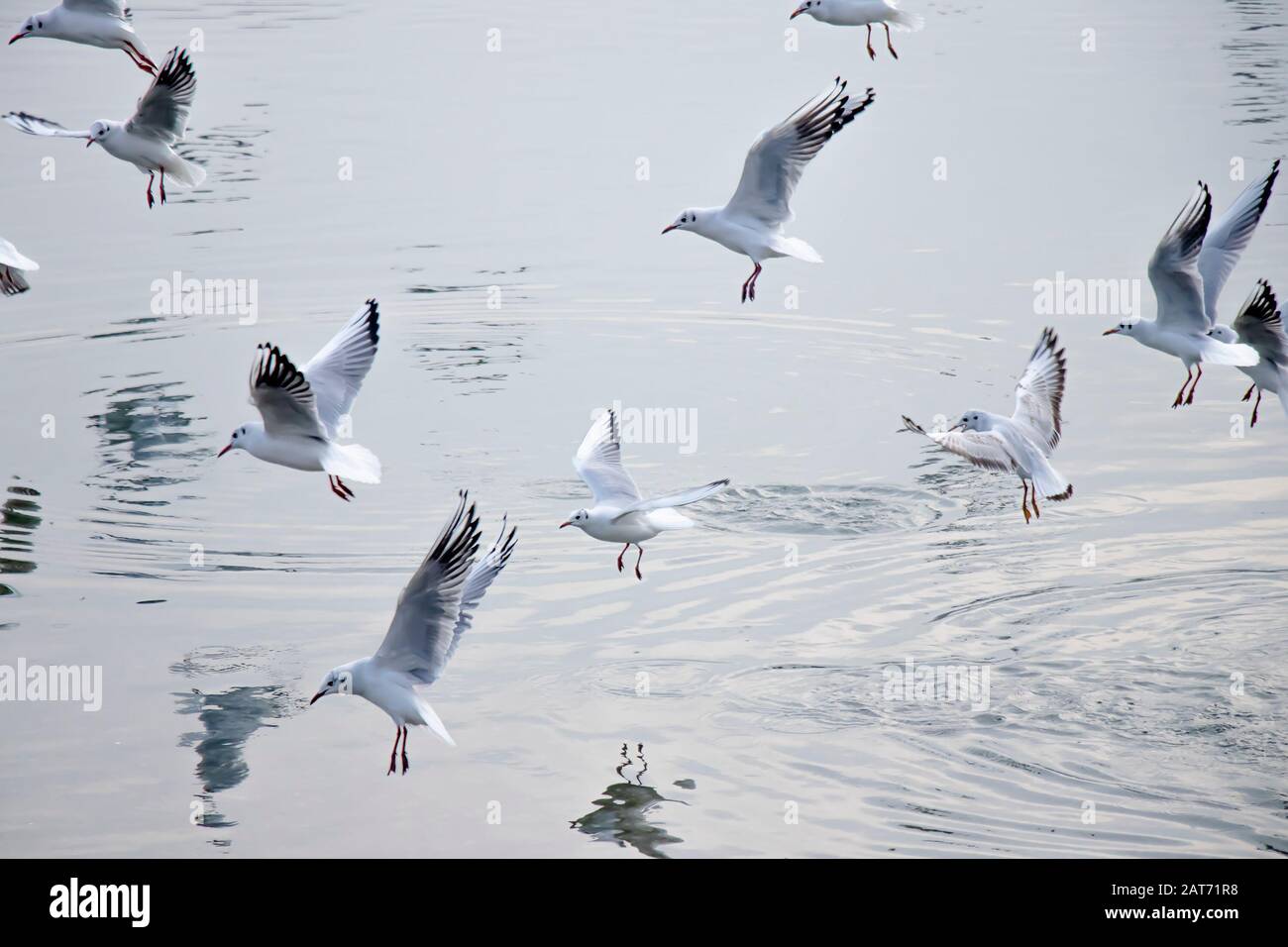 Gregge di gabbiani che volano sopra l'acqua in inverno, con riflessi e increspature Foto Stock