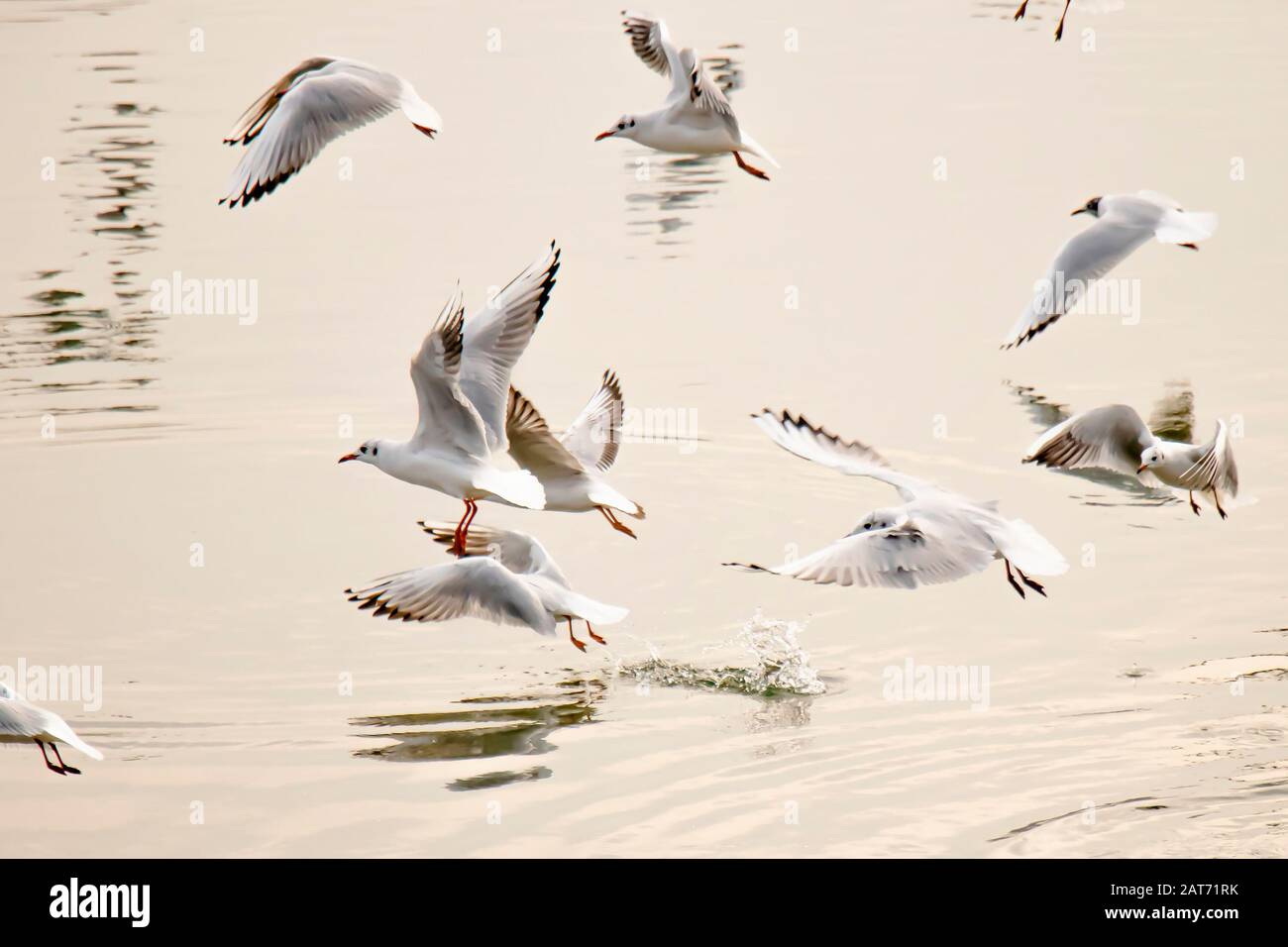 Gregge di gabbiani che volano sopra l'acqua del fiume al tramonto Foto Stock