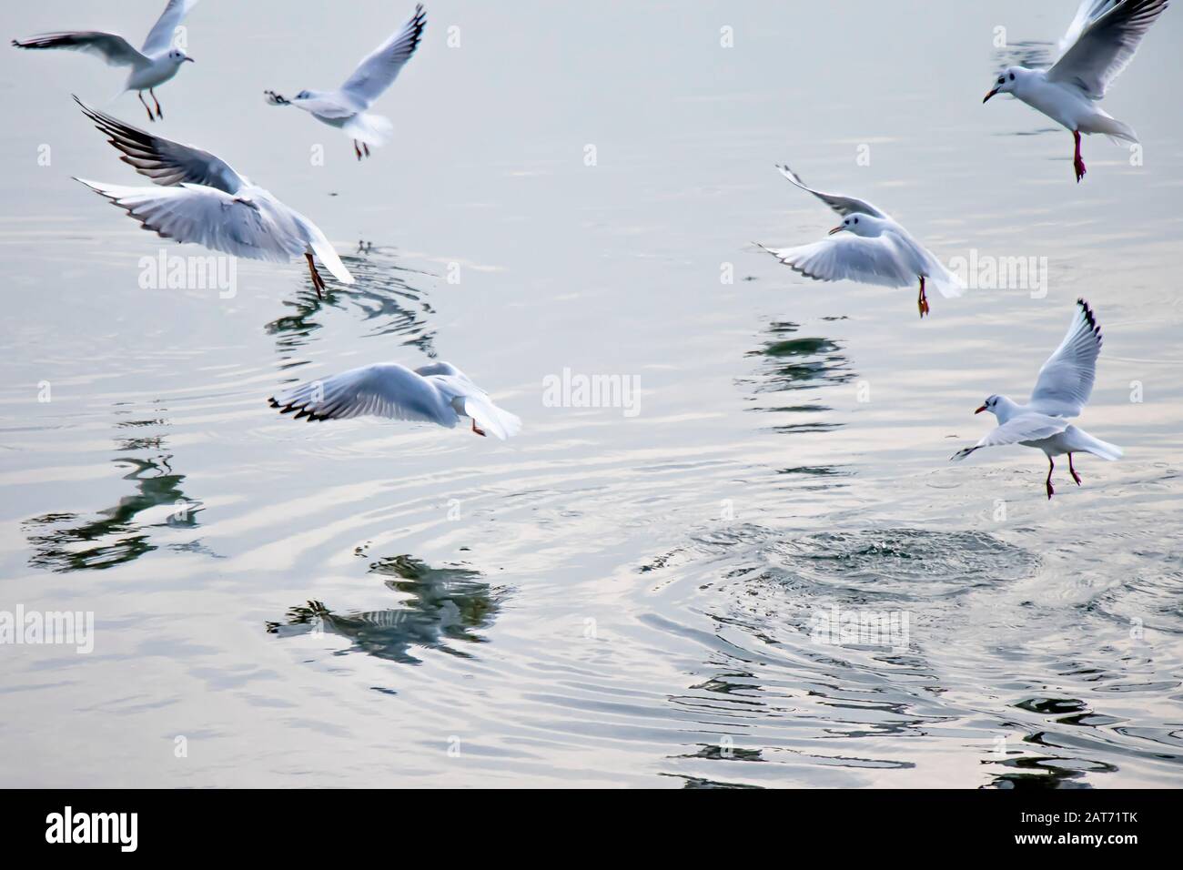 Gabbiani che volano sopra l'acqua in inverno, con riflessi sulla superficie Foto Stock
