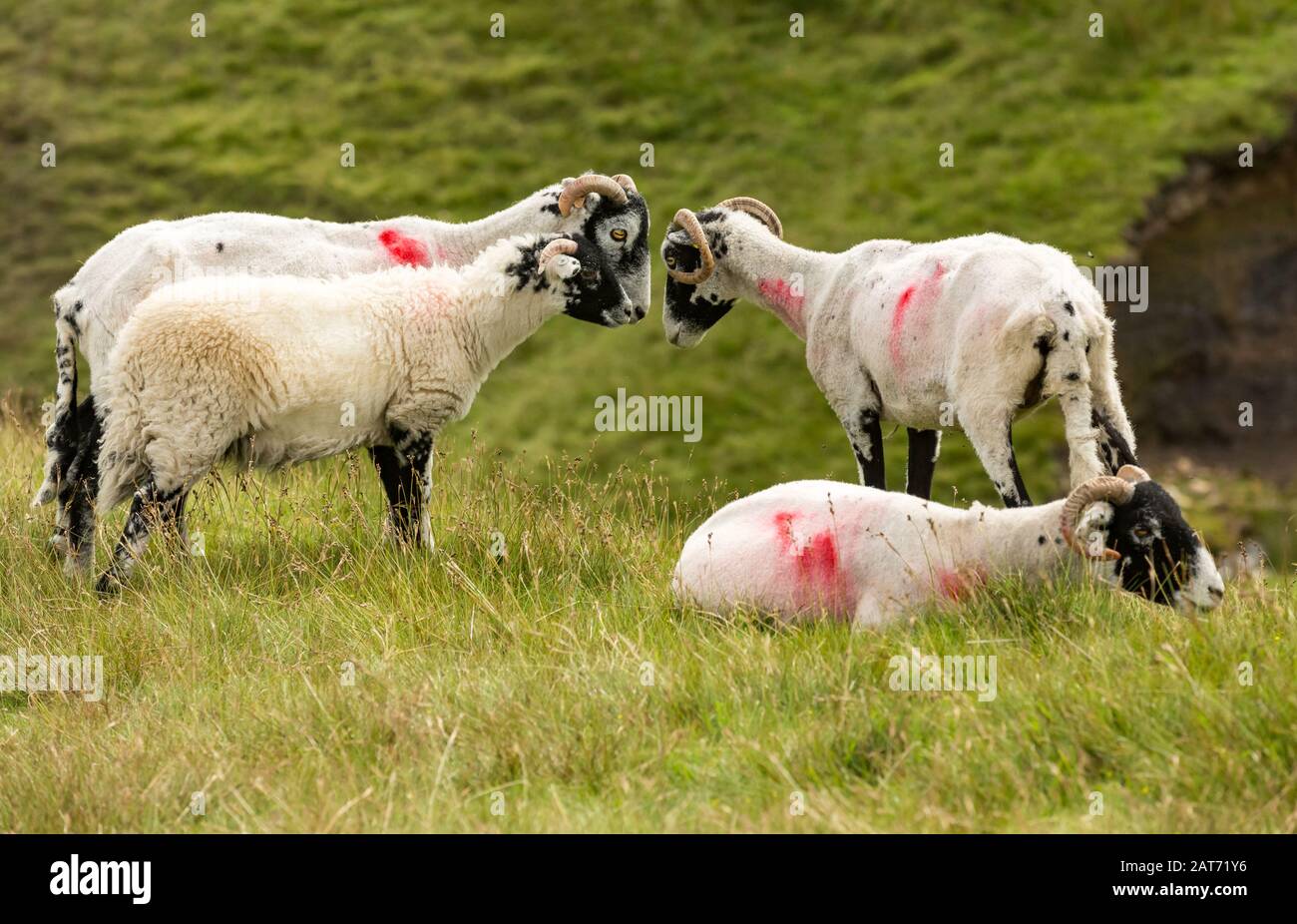 Pecore di Swaledale o pecore di sesso femminile. Un incontro della Madre di  pecore e un agnello, si fermò in brughiera ruvida. Le pecore di Swaledale  sono una razza nativa del North