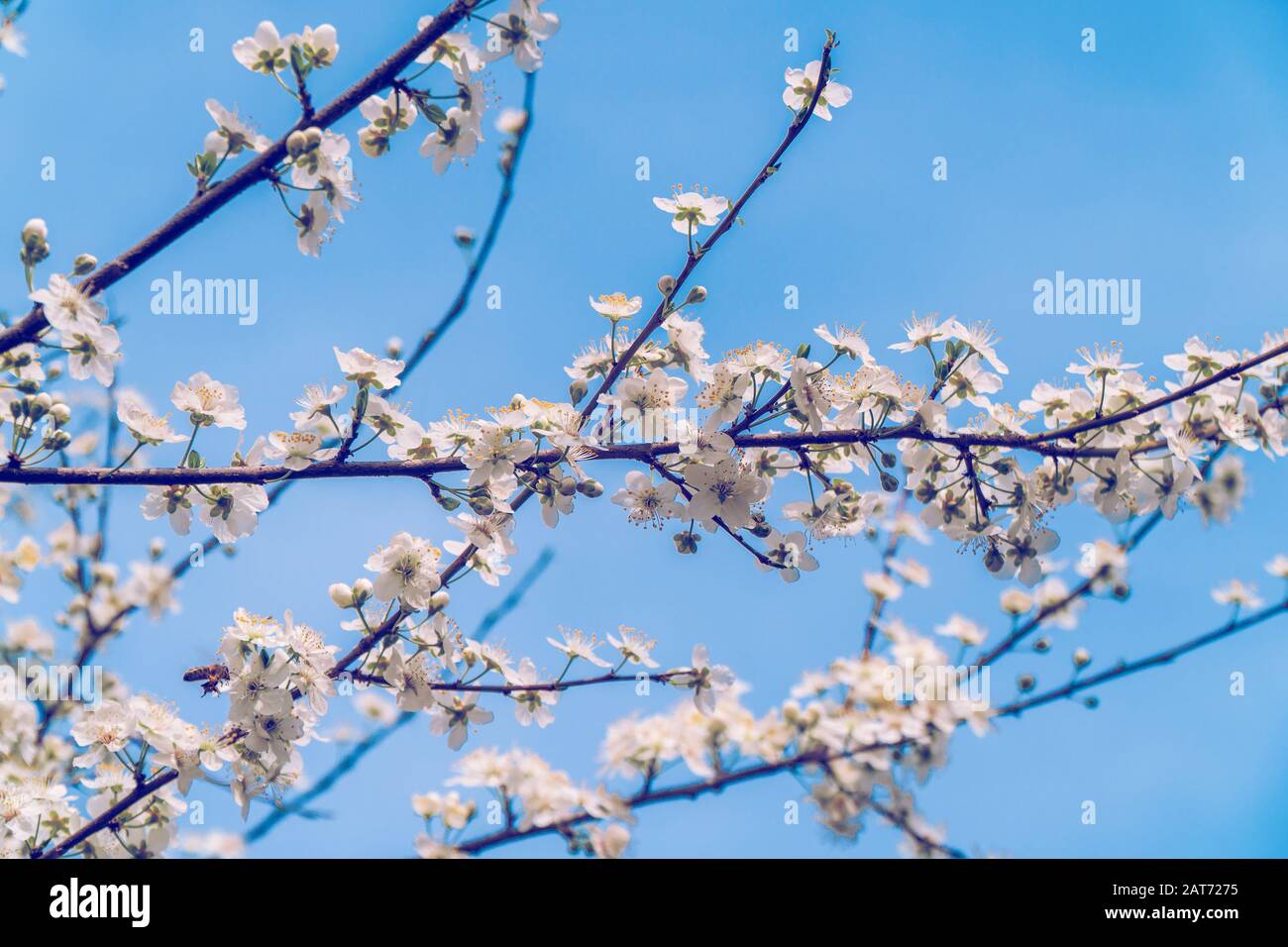 Albero da frutta blossom, il fuoco selettivo sul ramo di fiori, primo piano Foto Stock