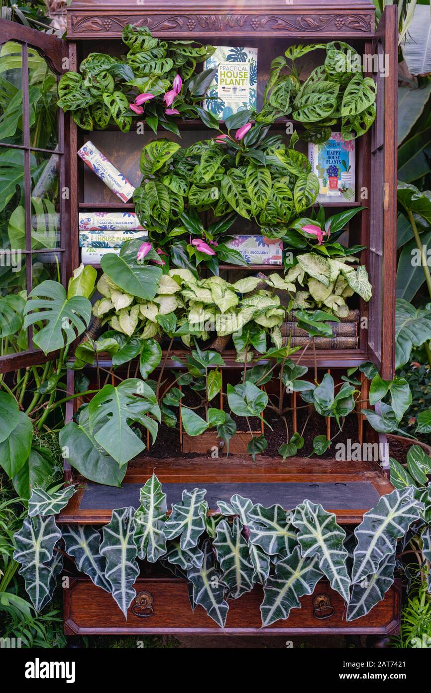 La Giant Houseplant Takeover mostra nella serra di RHS Wisley Gardens, Surrey, Regno Unito. Casa vittoriana reclamata dalle case. Gennaio 2020 Foto Stock