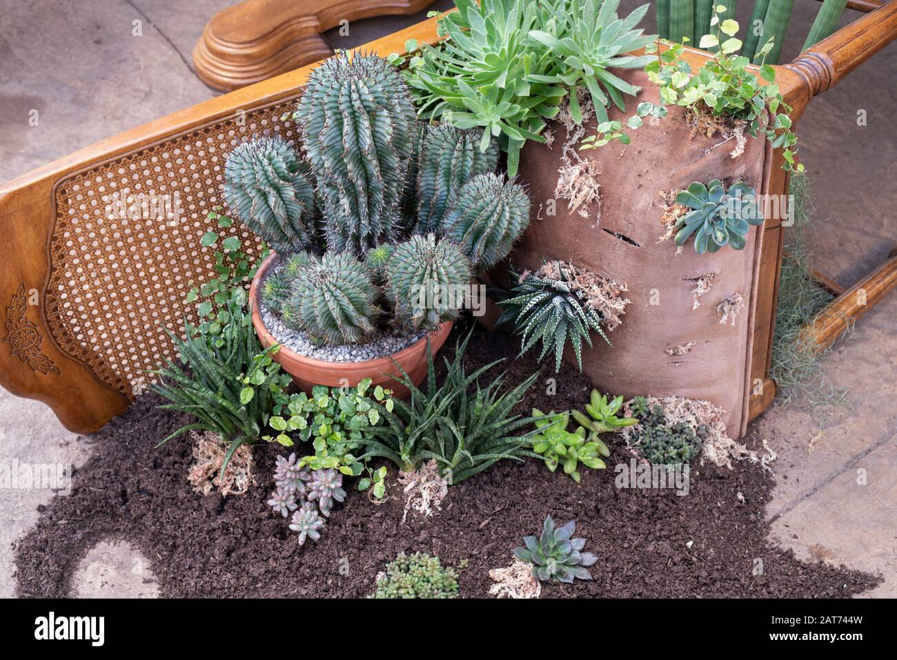 La Giant Houseplant Takeover mostra nella serra di RHS Wisley Gardens, Surrey, Regno Unito. Casa vittoriana reclamata dalle case. Gennaio 2020 Foto Stock