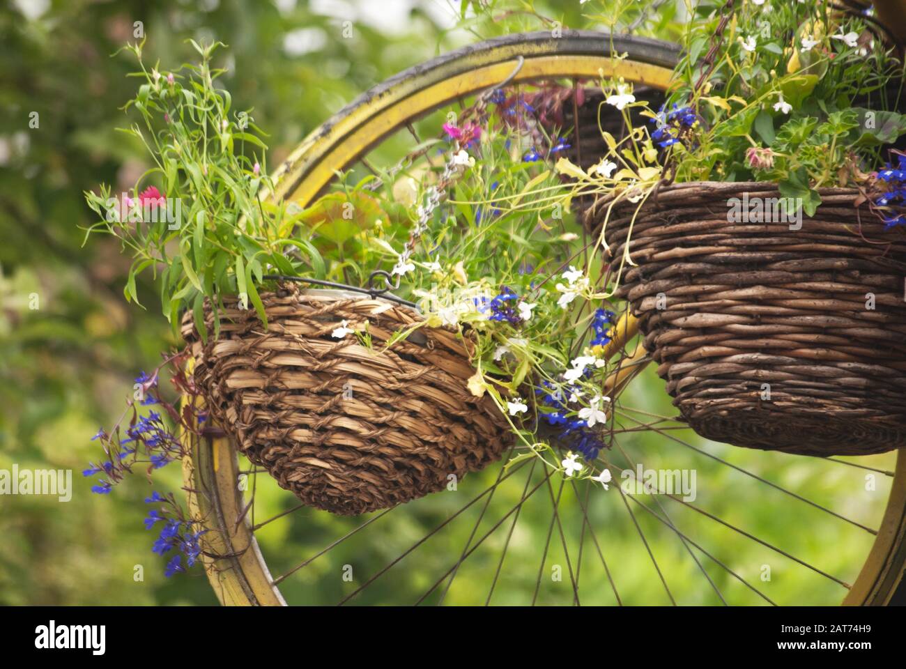 Cestini pensili e ruota per bicicletta, Haltwhistle, Northumberland Foto Stock
