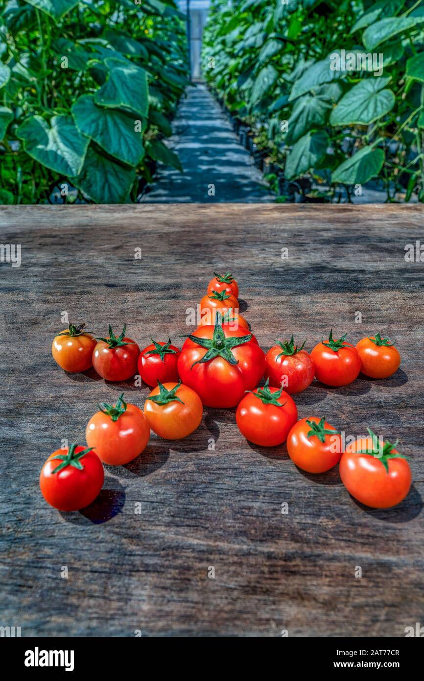 CA Chua o pomodori di alta qualità, da Lat, Vietnam Foto Stock