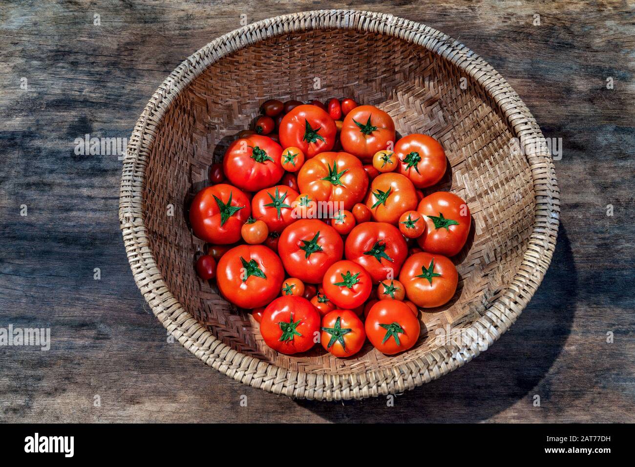 CA Chua o pomodori di alta qualità, da Lat, Vietnam Foto Stock