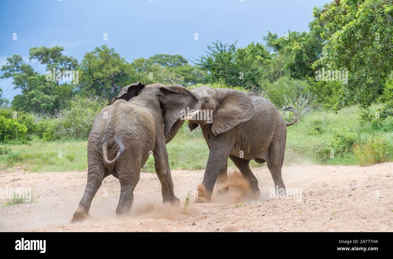 Due elefanti toro duello in un letto di fiume secco nel Kruger National Park in Sudafrica immagine in formato orizzontale Foto Stock