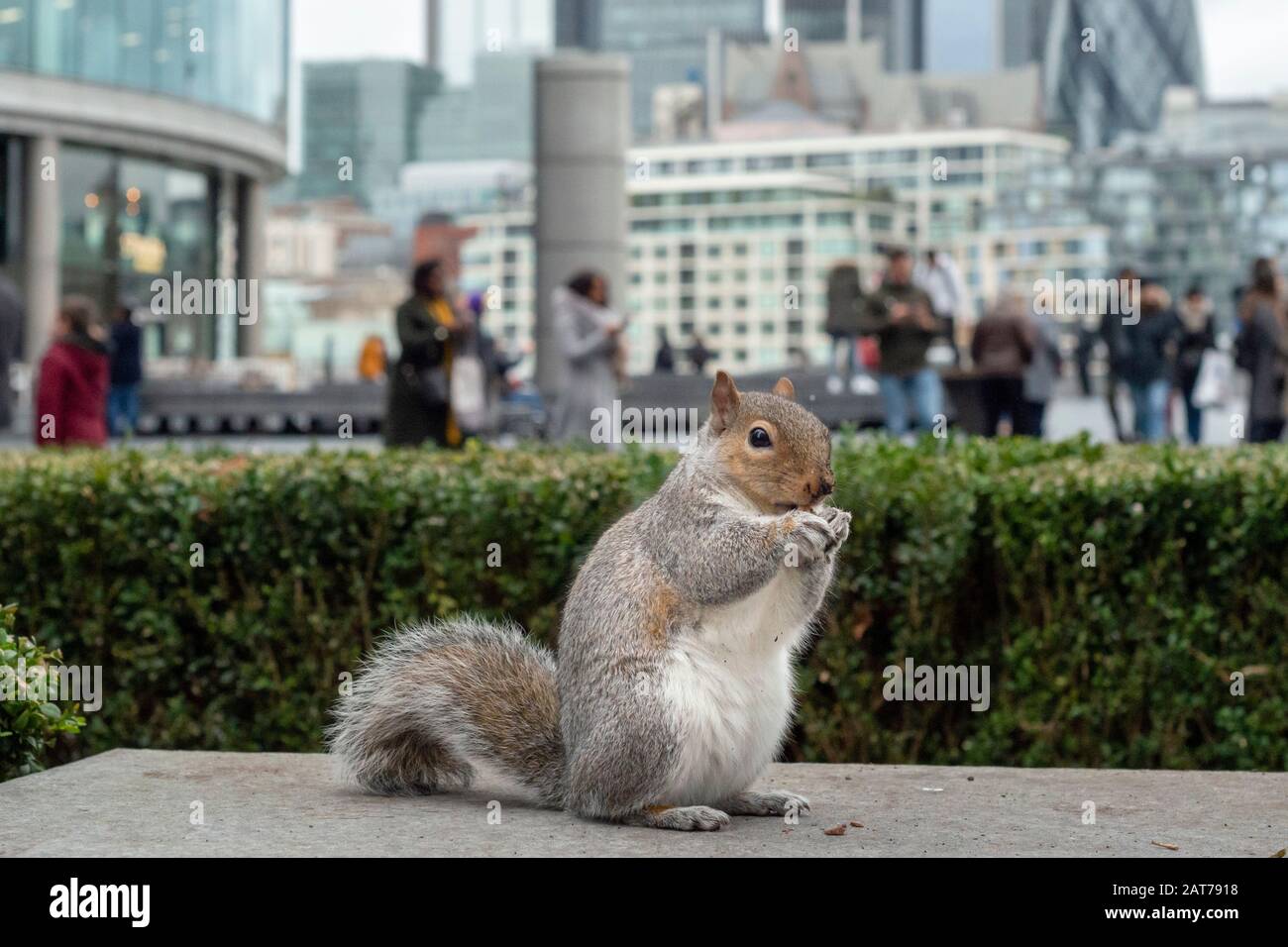 Animali selvatici a Londra Scoiattolo grigio orientale o Sciurus carolinensis in ambiente urbano come impatto umano e alterazione dell'habitat Londra, Regno Unito, Europa Foto Stock