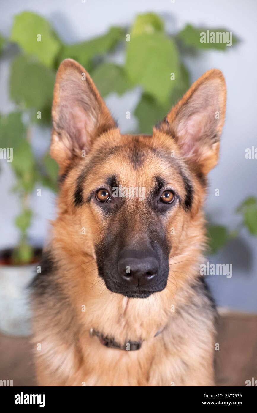 Marrone E Giallo Pastore Tedesco Cane Close Up Ritratto. Foto Stock