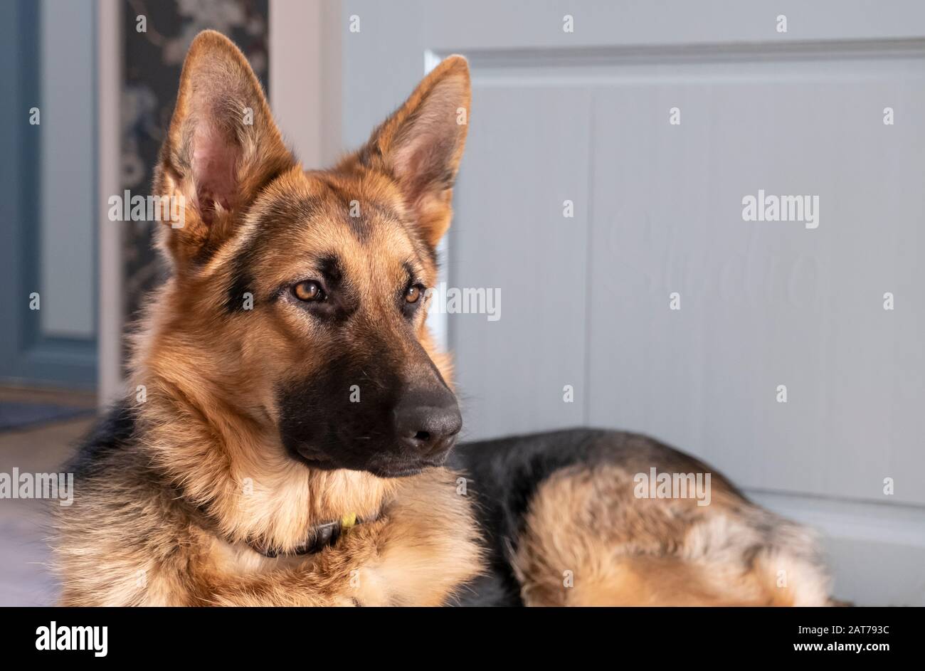 Marrone E Giallo Pastore Tedesco Cane Close Up Ritratto. Foto Stock