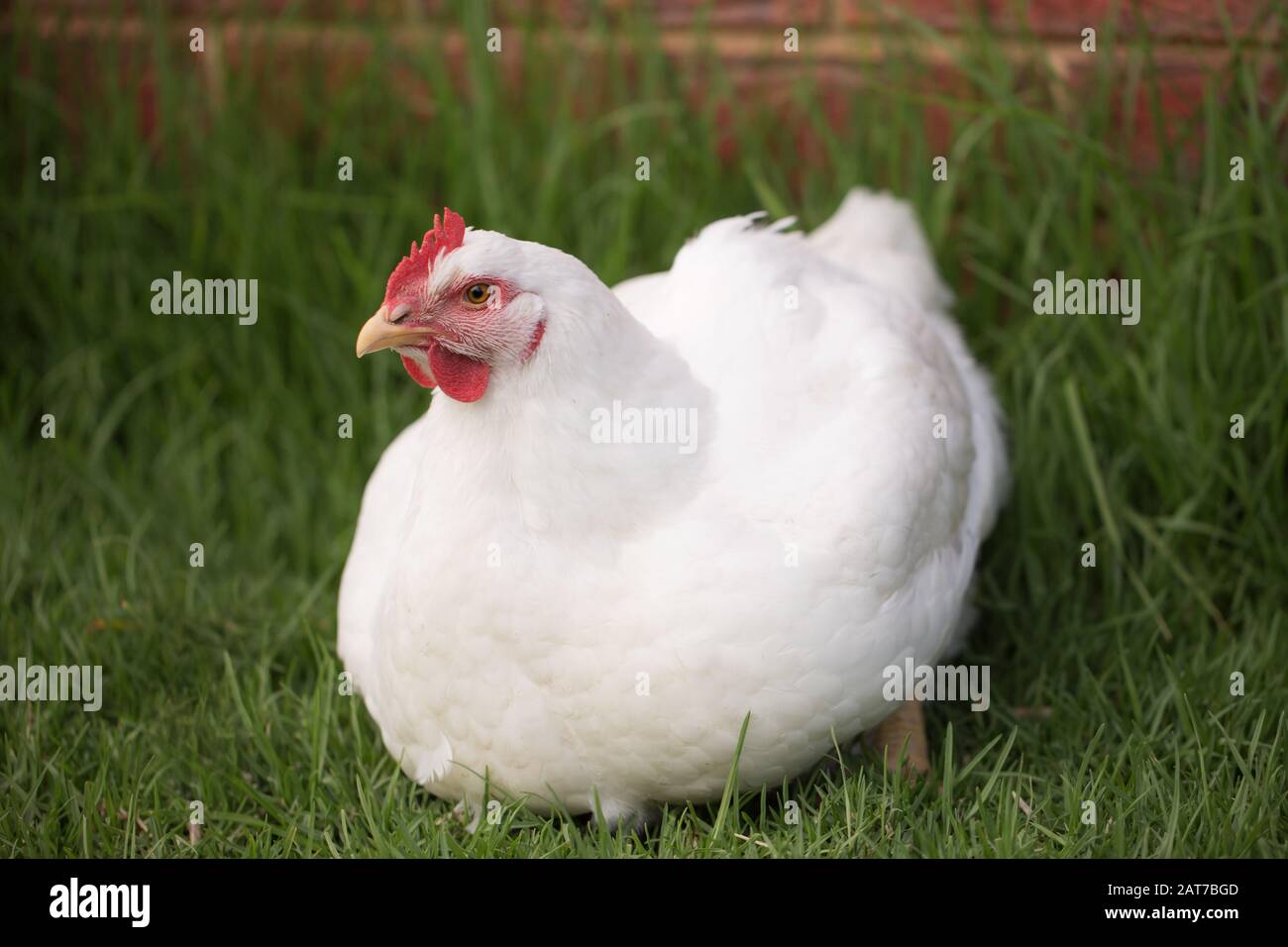 Ritratto di pollo bianco da carne (gallus gallus domesticus) a corpo pieno guardando la macchina fotografica, pollo libero di gamma su allevamento di pollo Foto Stock