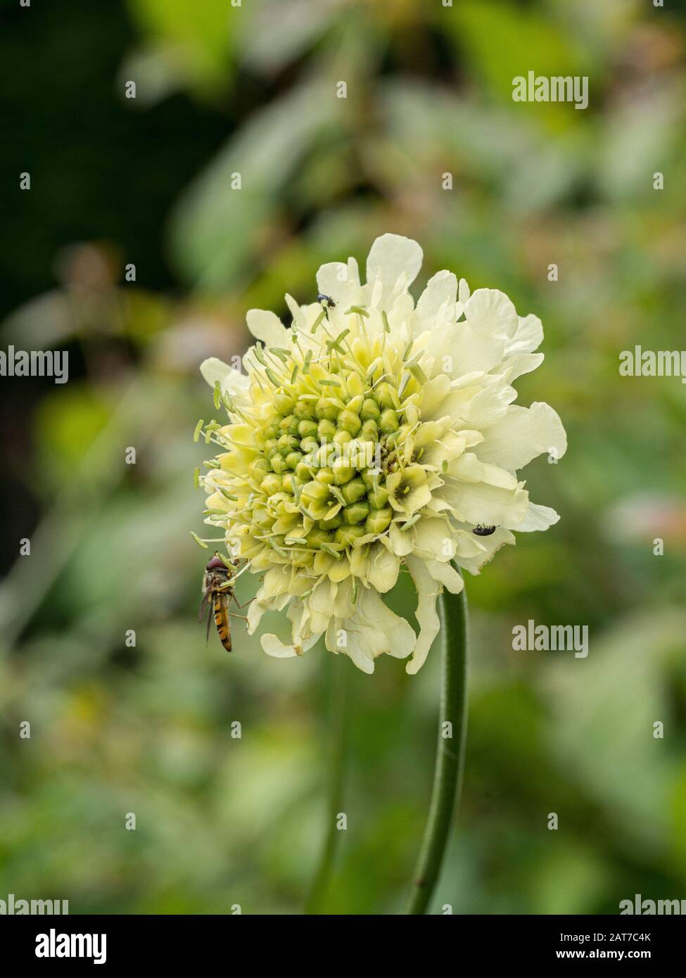 Un primo piano di un singolo fiore giallo pallido di Cephalaria gigantea il gigante scabioso con un alofly alimentazione Foto Stock