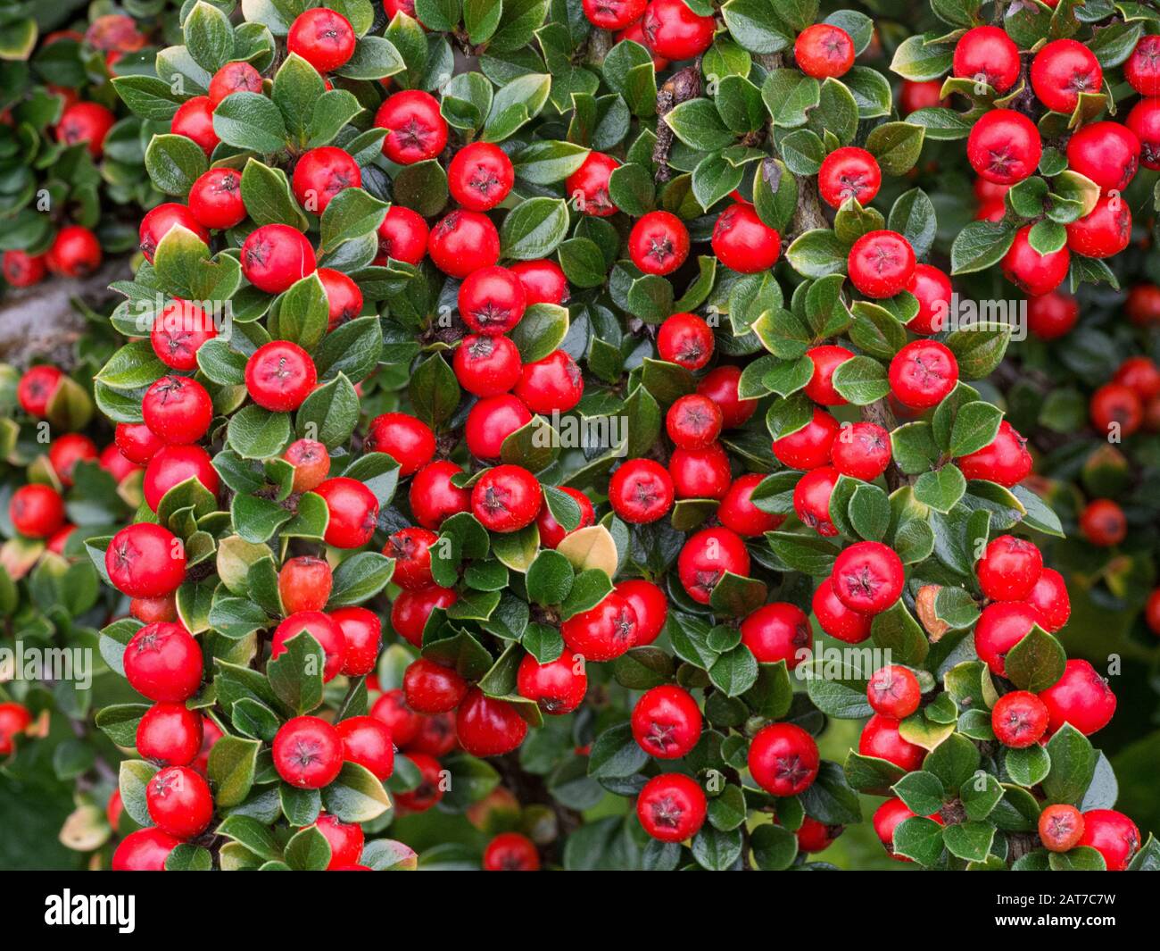 Un primo piano di un Cotoneaster horizontalis che mostra le bacche rosse luminose contro le piccole foglie verdi lucide Foto Stock