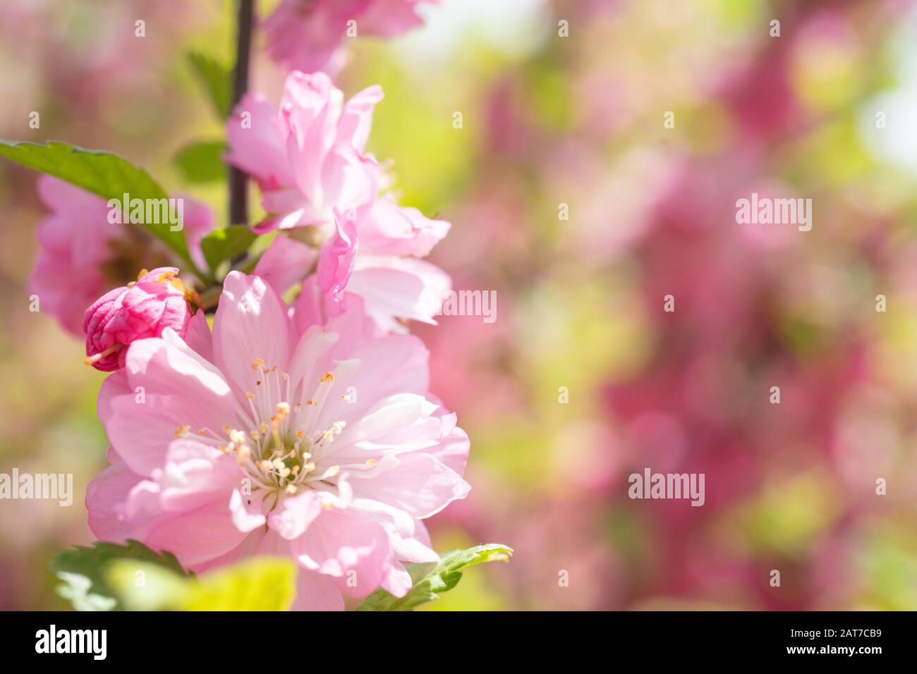 Macro foto della natura rosa sakura fiori. Texture sfondo fiore rosa sakura fiore. Immagini del fiore giapponese Sakura con gemme rosa. Foto Stock