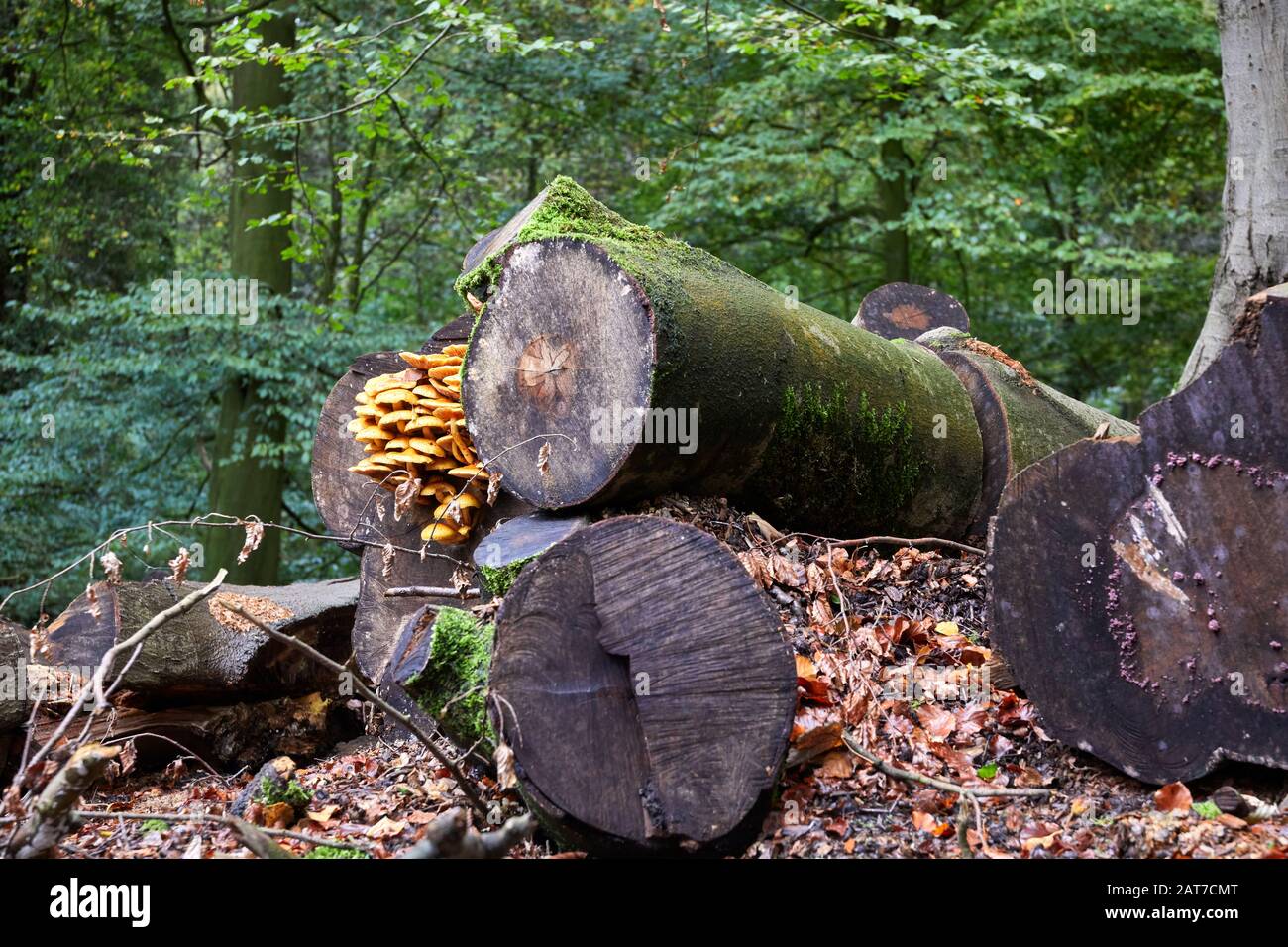 Ungus non identificato su tronchi di legno di faggio morto a Skrikes Wood. 10/10/19 Foto Stock