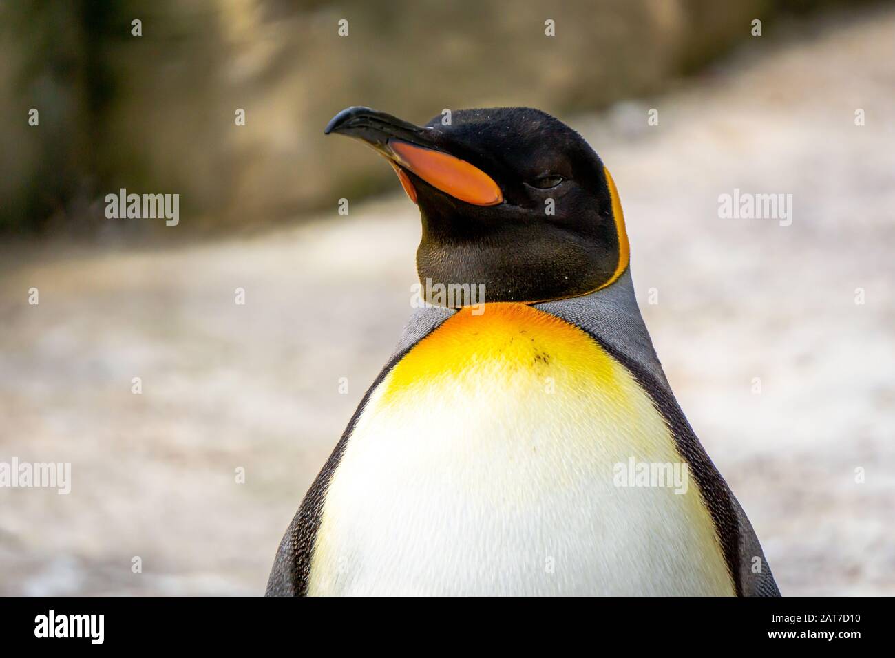 Pinguini del re (Aptenodytes patagonicus) durante la stagione di muta Foto Stock