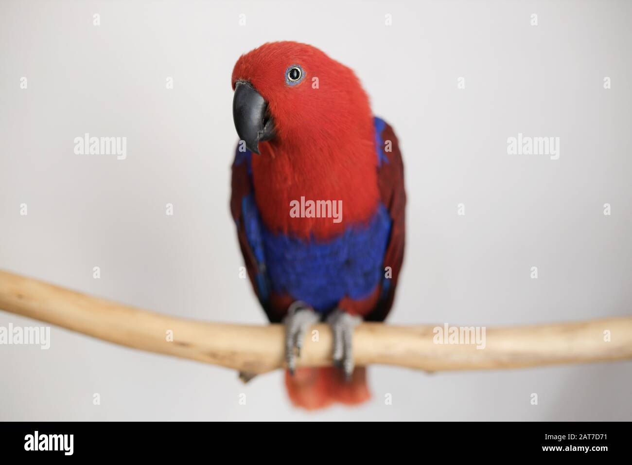 Femmina rosso e blu captive eclectus pappagallo (Eclectus roratus) seduto su un ramo Foto Stock