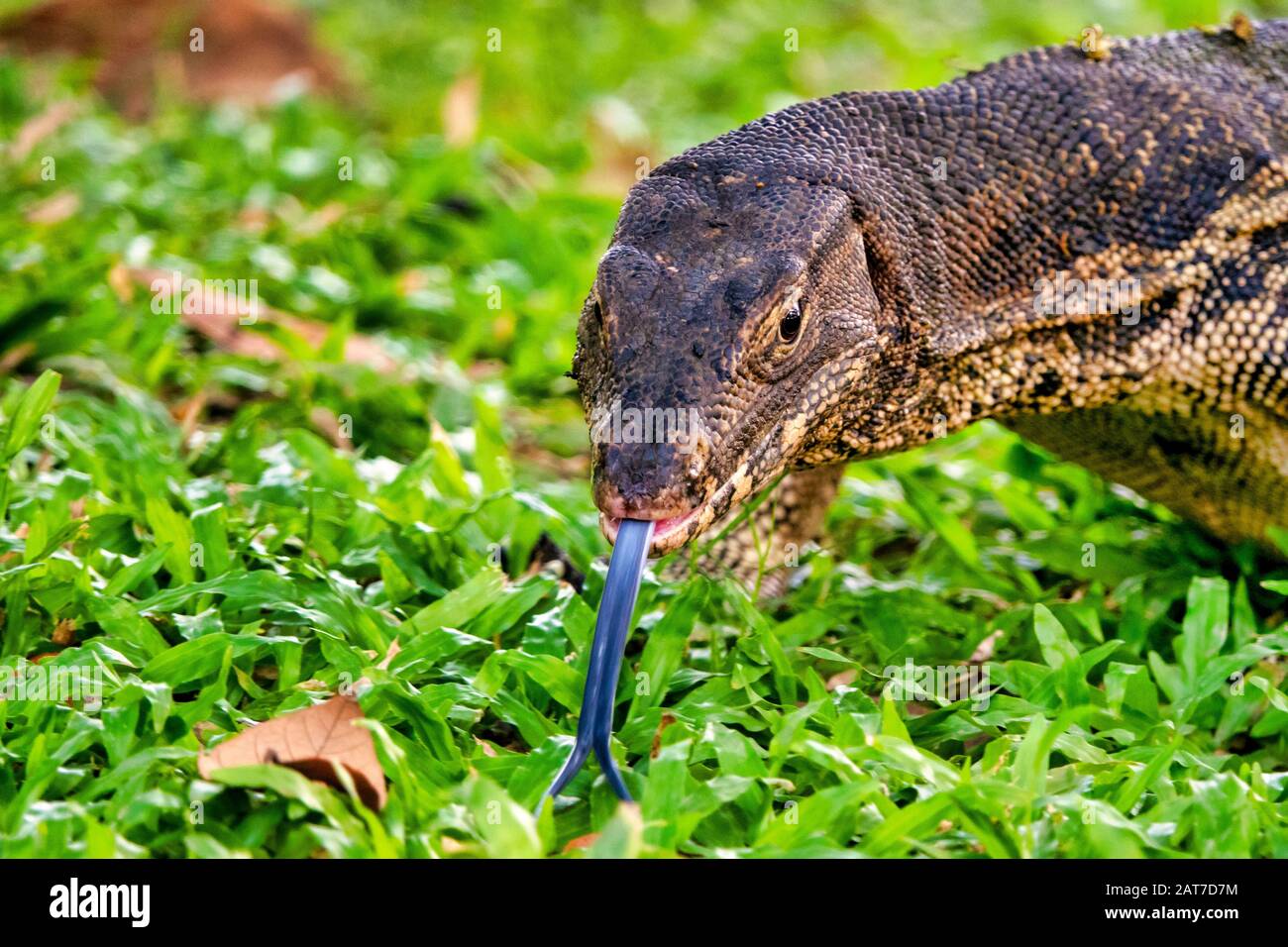 Monitor lucertola (Varanus varius) nel Parco Lumphinee, Bangkok, Thailandia, Foto Stock