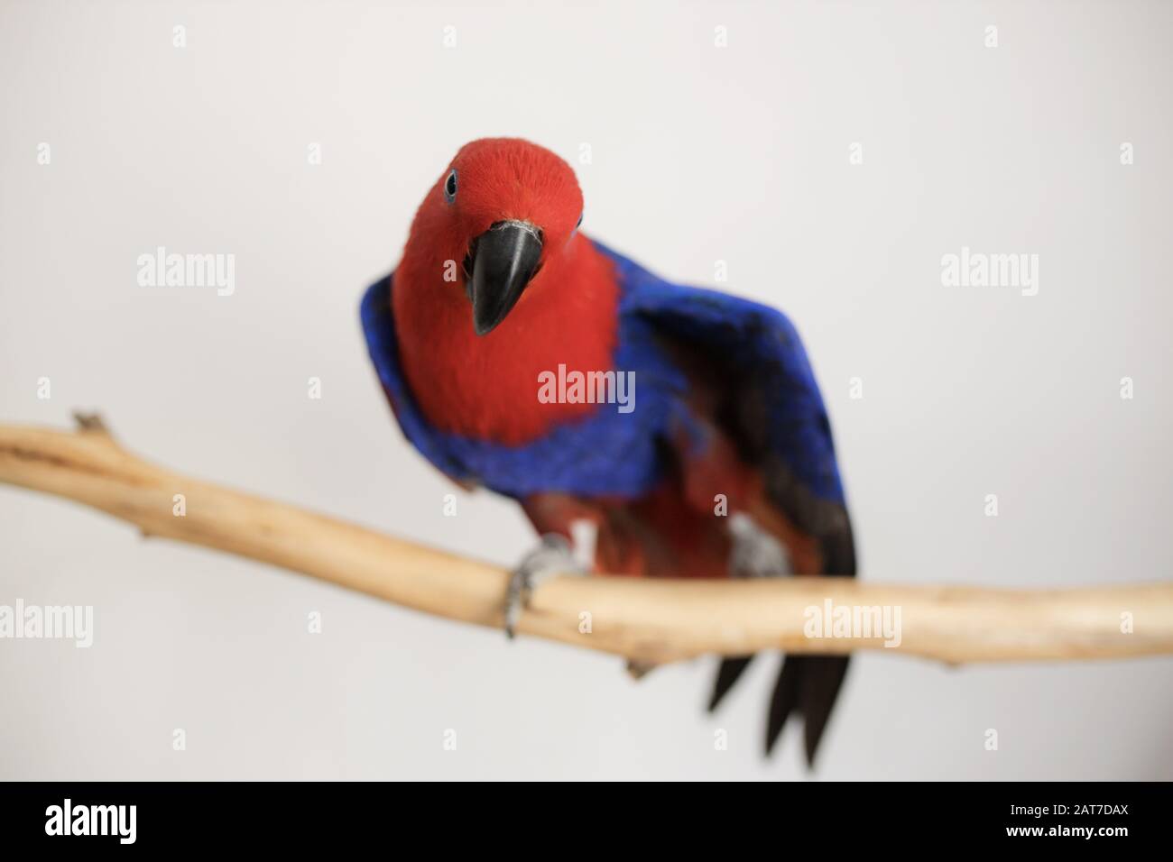 Femmina rosso e blu eclettus pappagallo (Eclectus roratus) seduta su un ramo e stendendo la sua ala Foto Stock