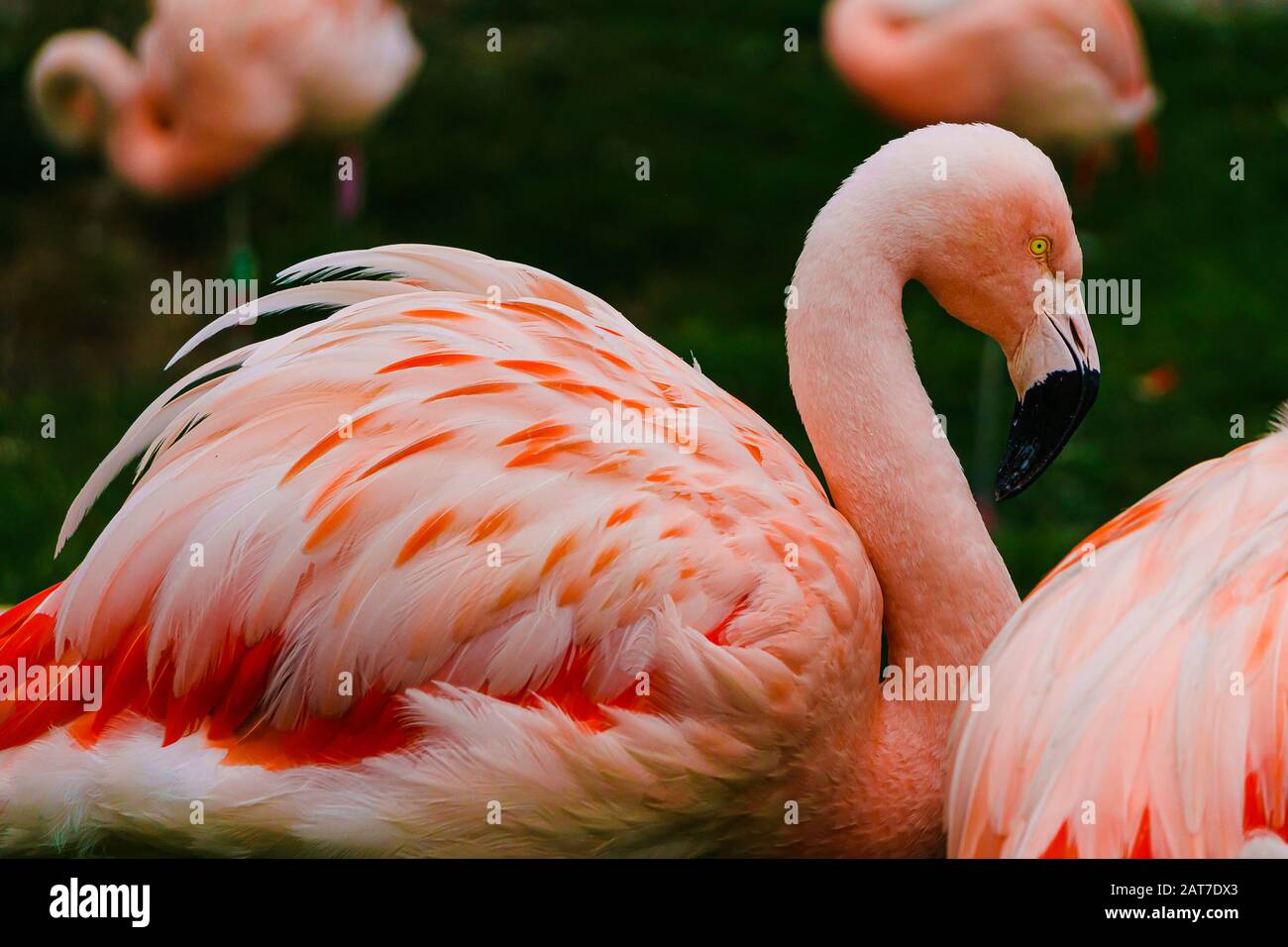 Il fenicottero rosa mostra il suo bellissimo piumaggio Foto Stock