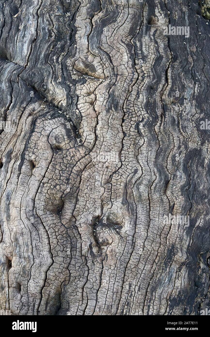 Legno stagionato di un antico albero di quercia morto in Ashton Court vicino a Bristol UK Foto Stock