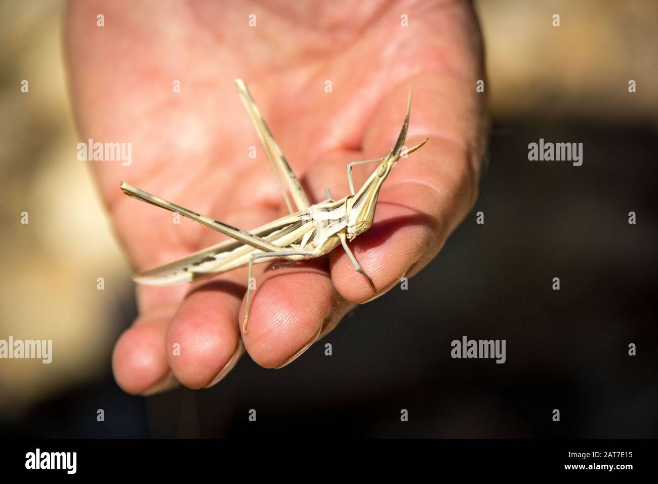 Primo piano di una cavalletta femminile a testa conica (Acrida ungarica), a portata di mano, macchiato in Namibia, Africa Foto Stock