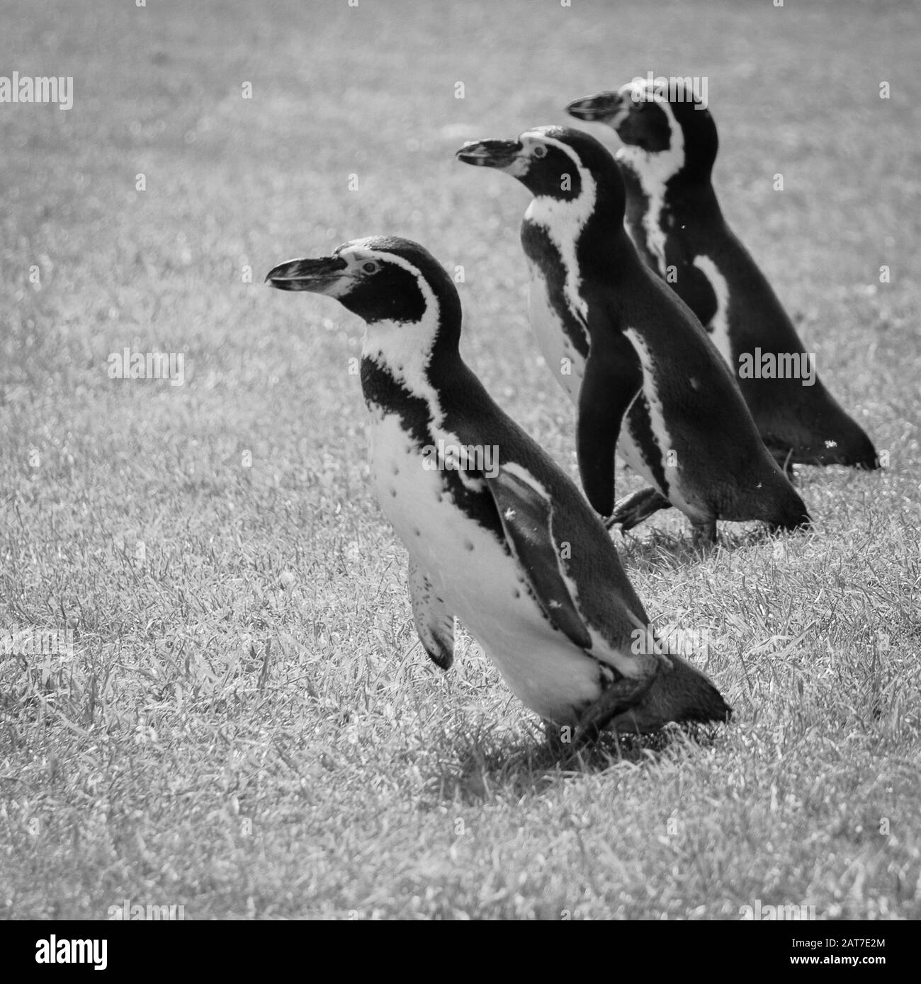 Humboldt pinguins fuori per una passeggiata sull'erba Foto Stock