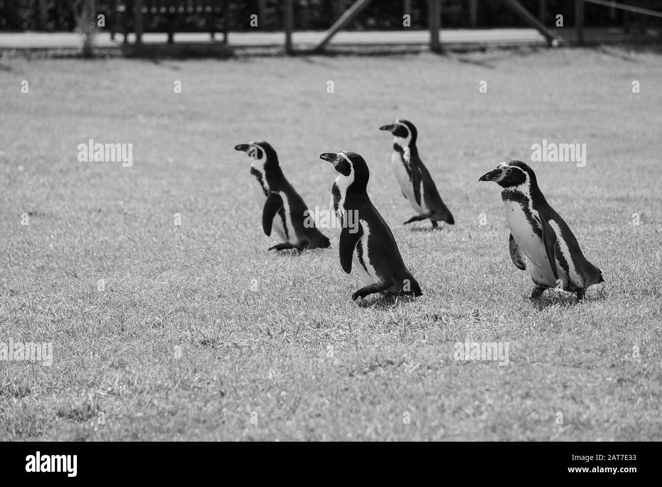 Humboldt pinguins fuori per una passeggiata sull'erba Foto Stock