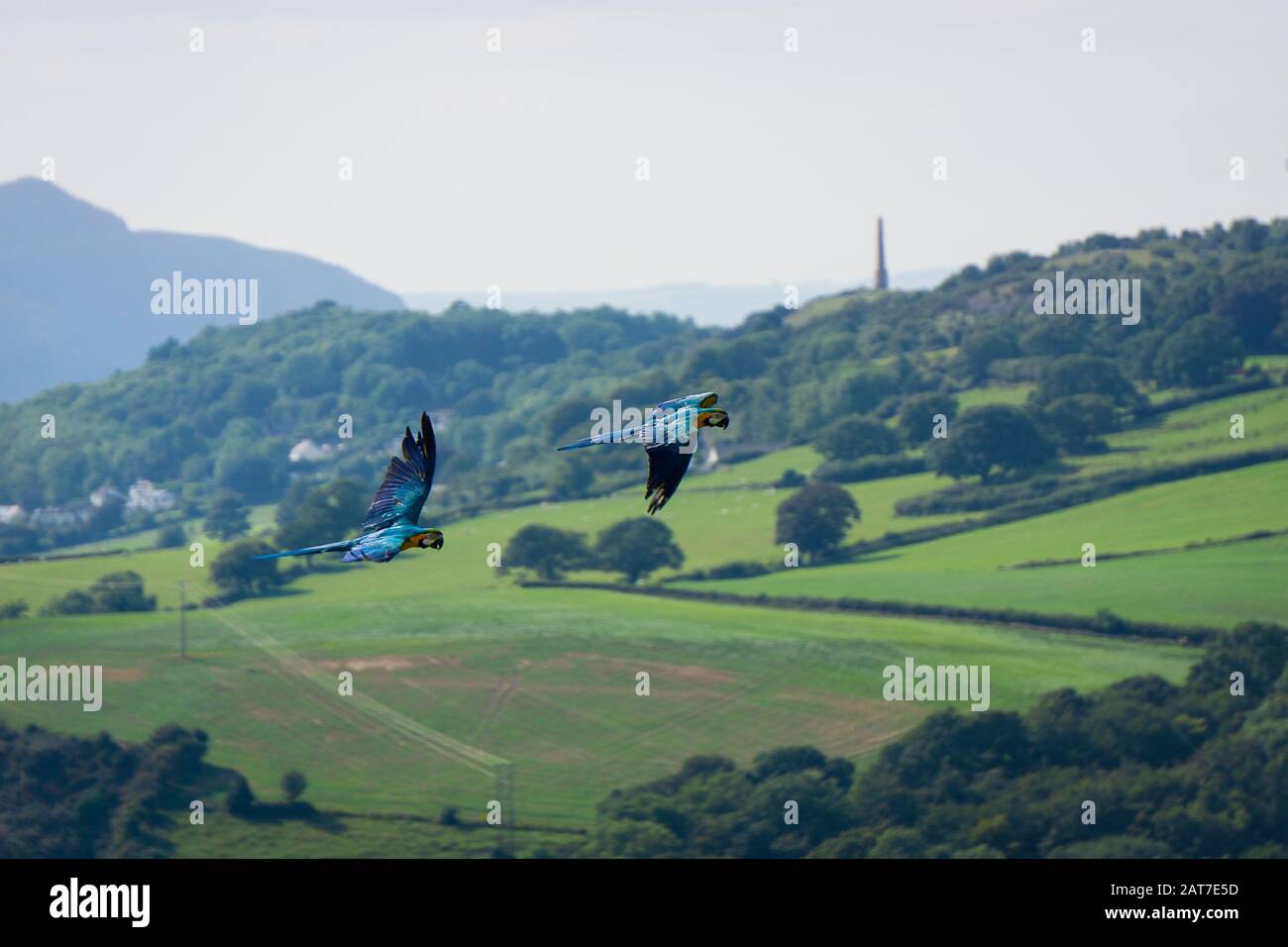 Un paio di pappagalli che volano in mostra al Welsh Mountain Zoo, Colwyn Bay, Galles del Nord Foto Stock