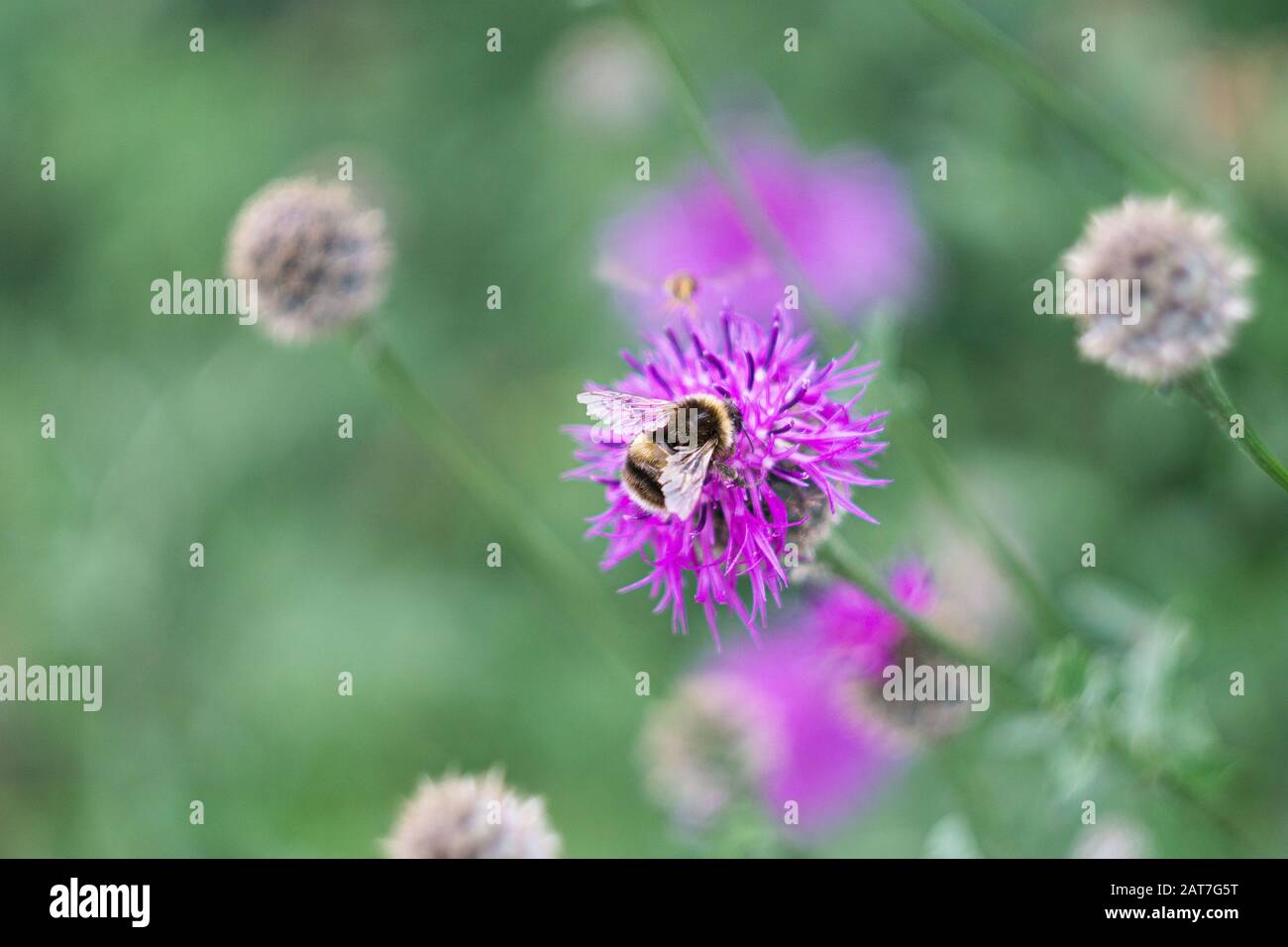Ape di miele su fiore di echinops rosa Foto Stock