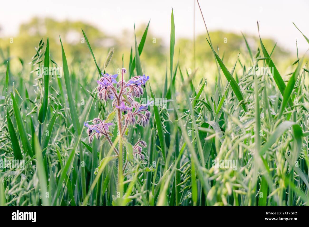 Fiore viola singolo nell'erba al bordo di un campo Foto Stock